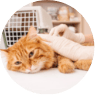 Pets Living Condition